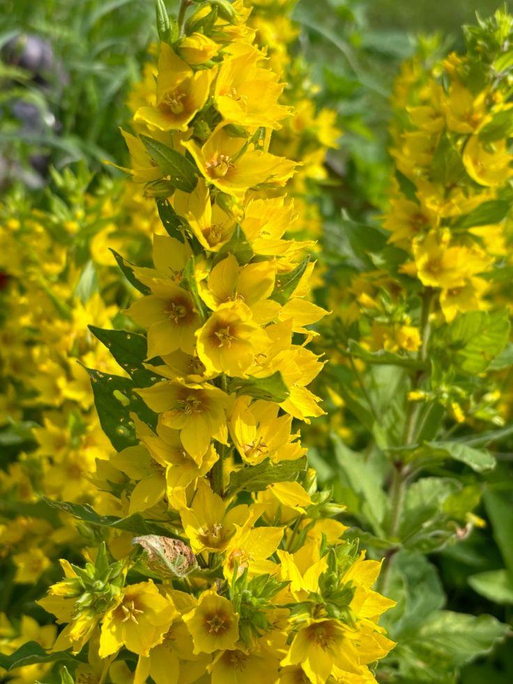 Какие цветы посадить на даче, если у вас много солнца или много тени растение, грунт, стоит, любит, можно, цветы, лучше, почву, высаживать, хорошо, переносит, только, когда, заморозков, требует, нужно, выращивают, цветет, рекомендуется, поэтому