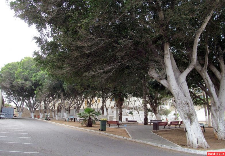 Израиль — страна-пустыня? Нет, страна-сад! Израиль — страна-пустыня? Нет, страна-сад!