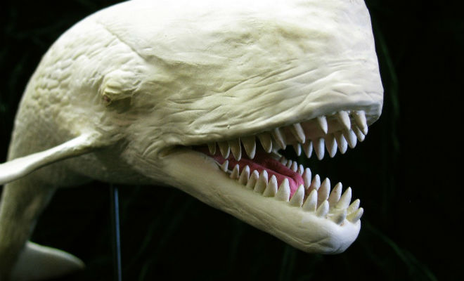 Левиафан: подводный охотник на мегалодона Культура