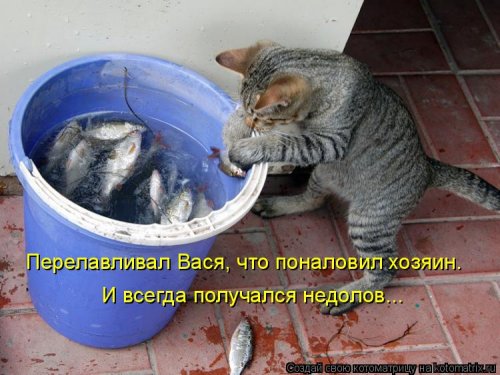 Лучшая котоматрица недели  