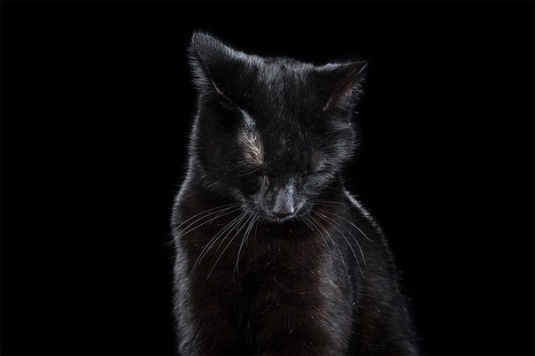 Чистосердечные портреты животных Чистосердечные портреты животных красивые фотографии,приколы,фото приколы