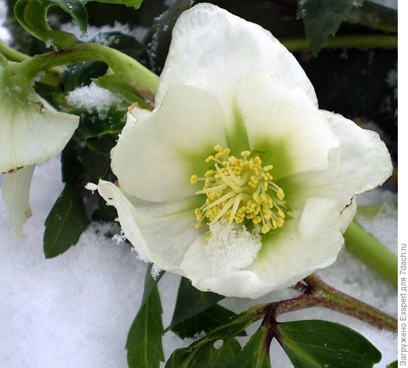 Нежный морозник - цветок зимы! морозник, морозника, растения, всего, очень, посадки, когда, место, диаметре, только, можно, может, делением, которого, встретить, иногда, примерно, после, цветками, около