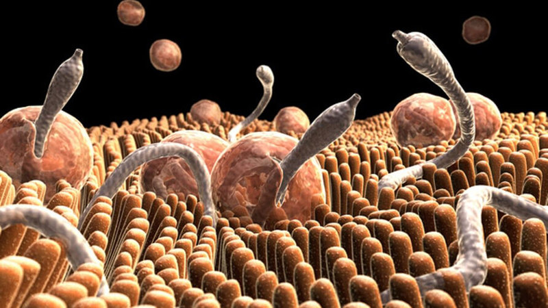 Папилломы как признак наличия паразитов Папилломы как признак наличия паразитов