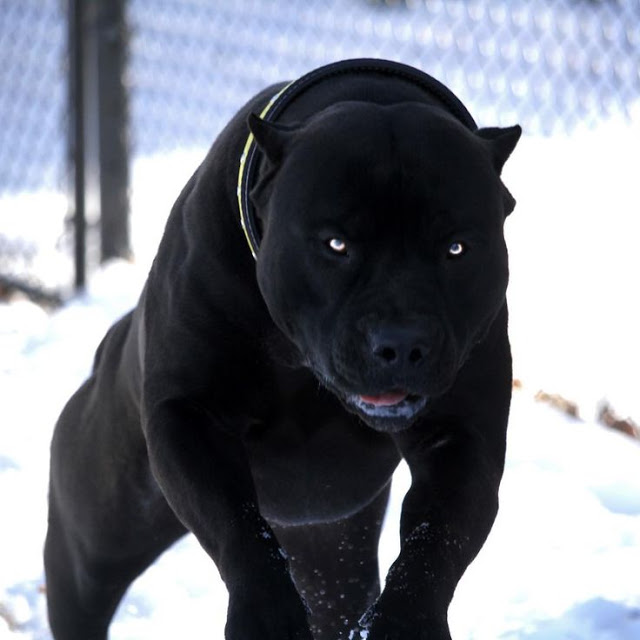 11 самых страшных пород собак, которые только есть на нашей планете! животные