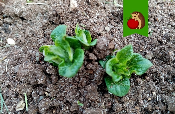 Картошка только взошла