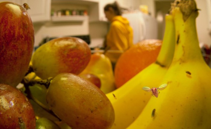Зачастую личинки мошек попадают в дом с овощами и фруктами / Фото: fb.ru