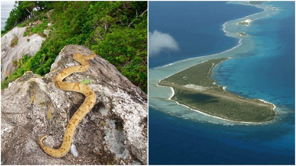 Остров змей фото. Кеймада-Гранди остров. Змеиный остров в Бразилии. Остров со змеями. Остров который кишит змеями.