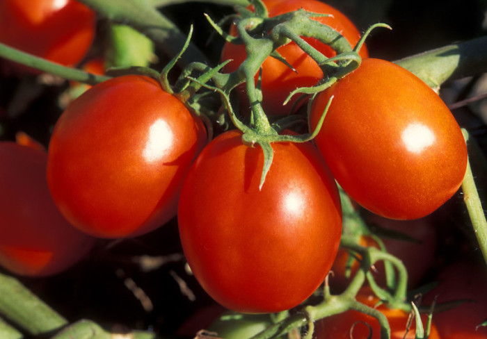 Лучшие сорта помидоров на 2018 год: что сажать на рассаду в 2018 году?