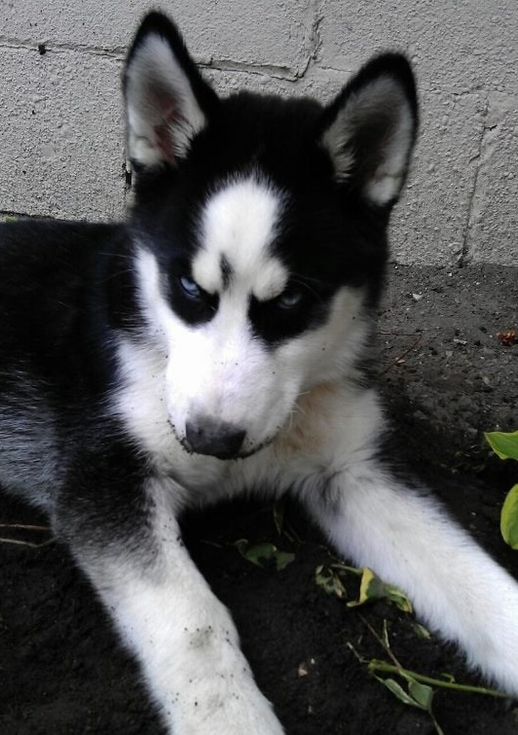 25 животных, которые пытались разозлиться, но заставили нас умилиться вместо этого 25 животных, которые пытались разозлиться, но заставили нас умилиться вместо этого