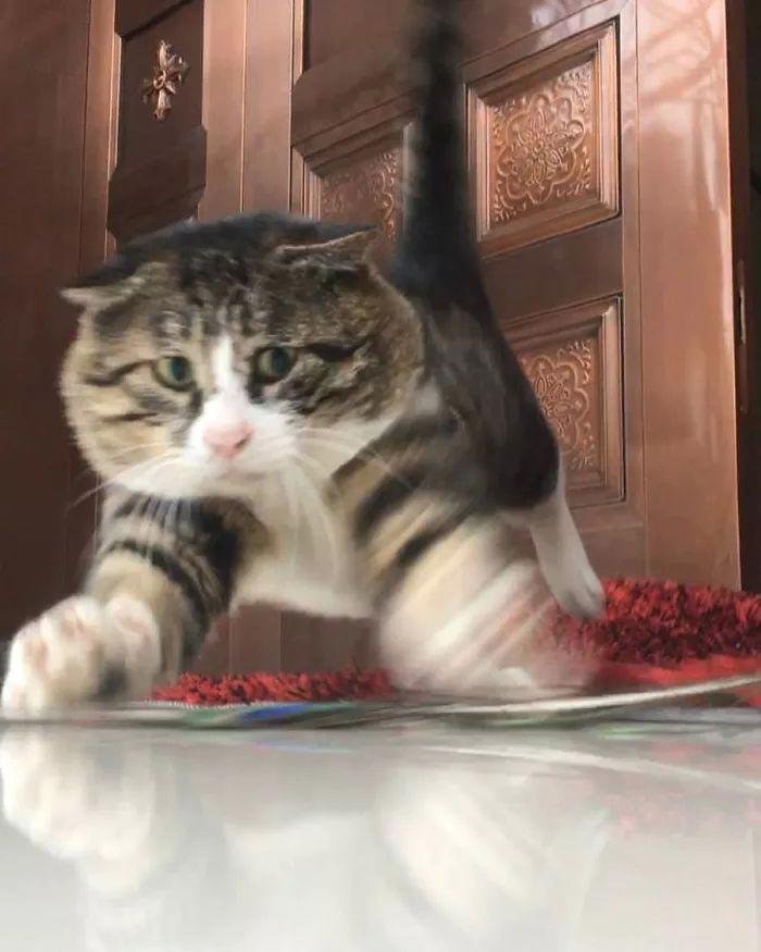 Ай Фэй — очень эмоциональный кот, который тянет на звание короля драмы Ай Фэй — очень эмоциональный кот, который тянет на звание короля драмы супер
