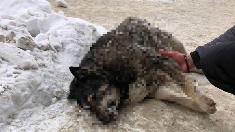 Нижегородские догхантеры взялись за уничтожение бездомных собак 