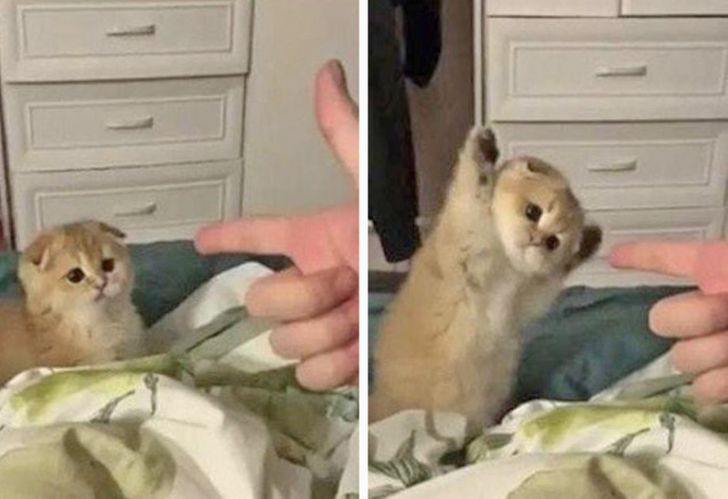 Фотография: 22 котика, в которых внезапно проснулся охотничий инстинкт, но они забыли как это делается №1 - BigPicture.ru