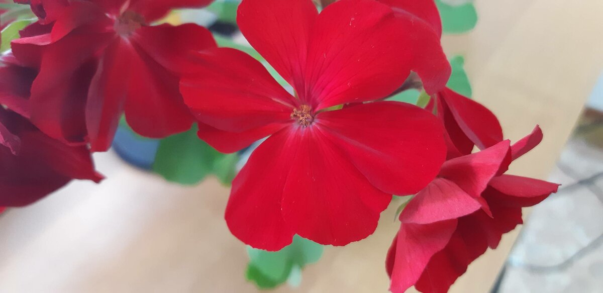 Цветы каллиопы. Авторское фото