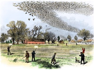 Геноцид странствующих голубей, завоевание США свиньями и причины заката эпохи доллара история
