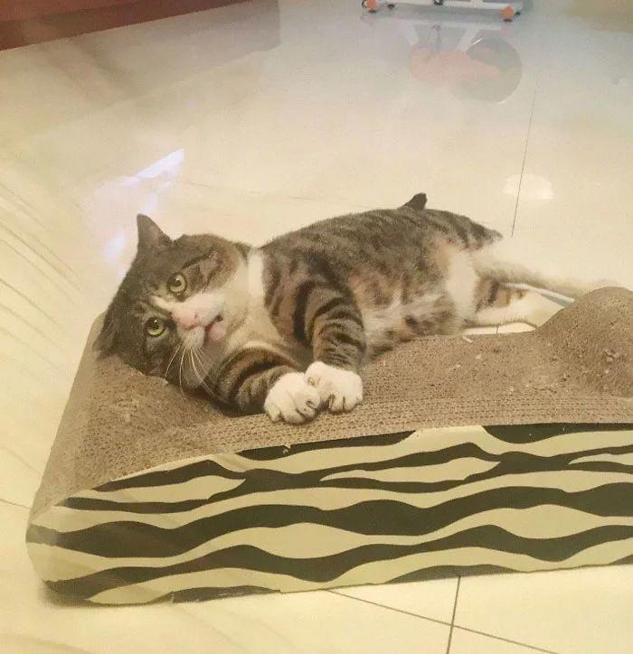 Ай Фэй — очень эмоциональный кот, который тянет на звание короля драмы Ай Фэй — очень эмоциональный кот, который тянет на звание короля драмы супер