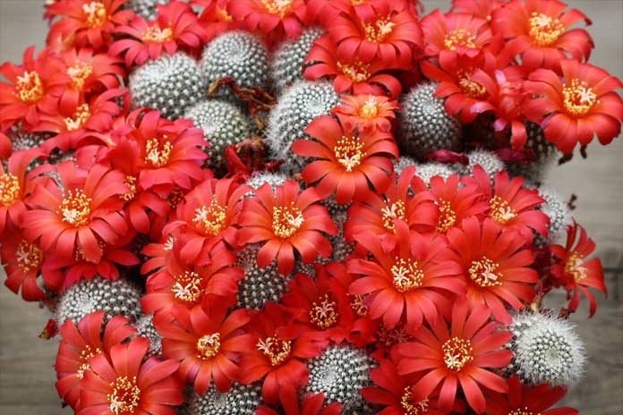 Очень красивые цветущие кактусы