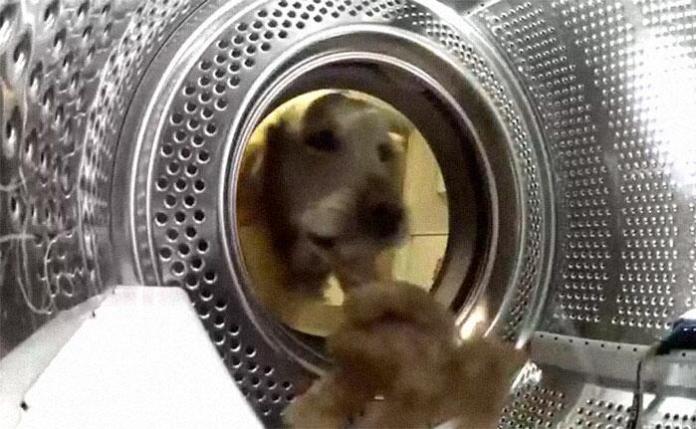 Без кота и жизнь не та
