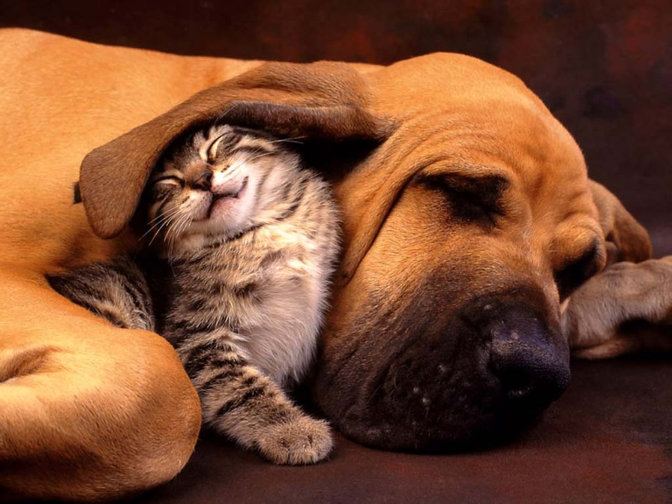 catslovedogs02 (1)