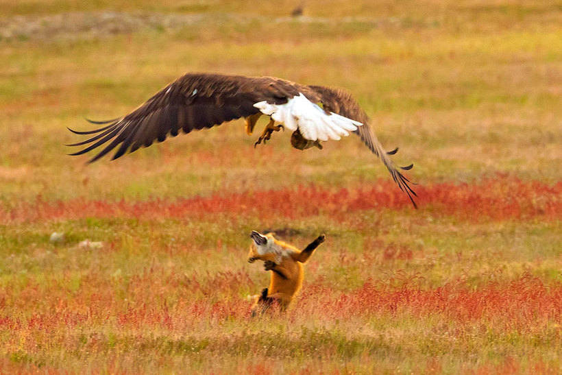 Фотограф снял эпическую борьбу лисицы и орла за кролика