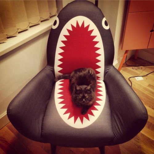 Несколько шуток для поддержания настроения Несколько шуток для поддержания настроения