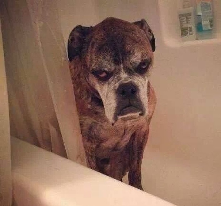 25 животных, которые пытались разозлиться, но заставили нас умилиться вместо этого 25 животных, которые пытались разозлиться, но заставили нас умилиться вместо этого