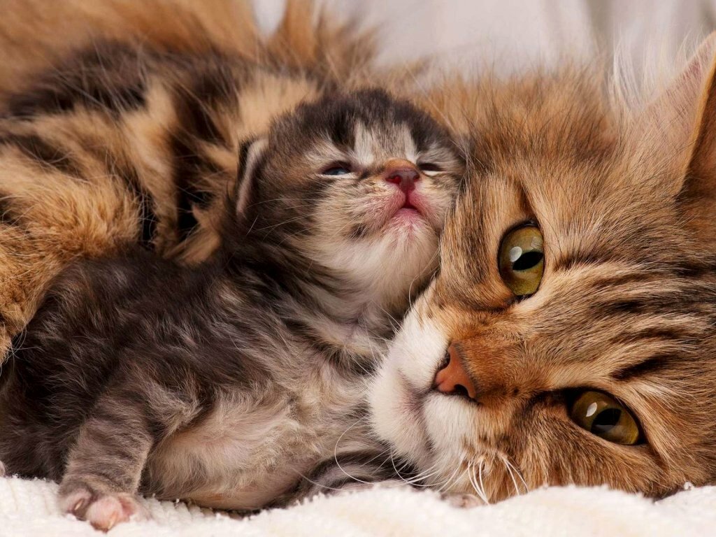 86 оттенков пакости