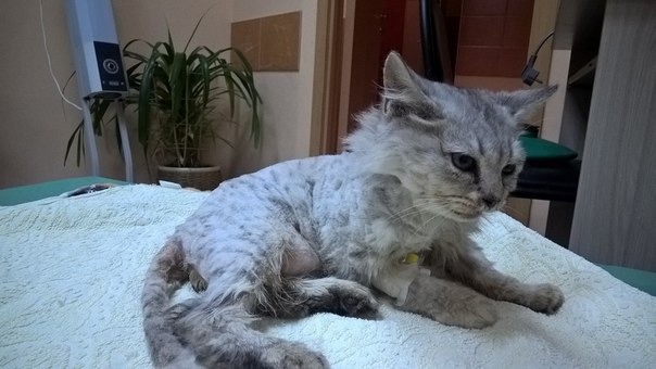 Котенок несколько дней лежал под окнами дома на палящем солнце волонтер, история, кот, кошка, лето