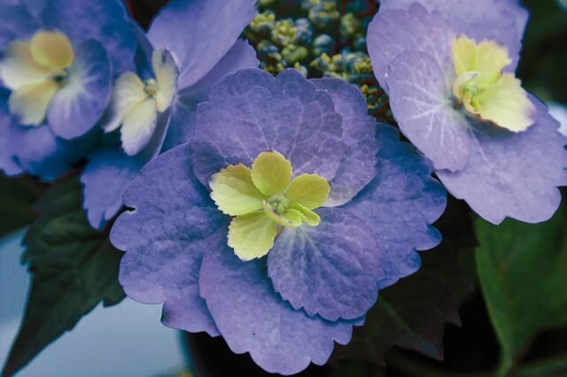 Гортензия крупнолистная «Блуберри Чизкейк» (Hydrangea macrophylla ‘Blueberry Cheesecake’). © provenwinnersplants  
