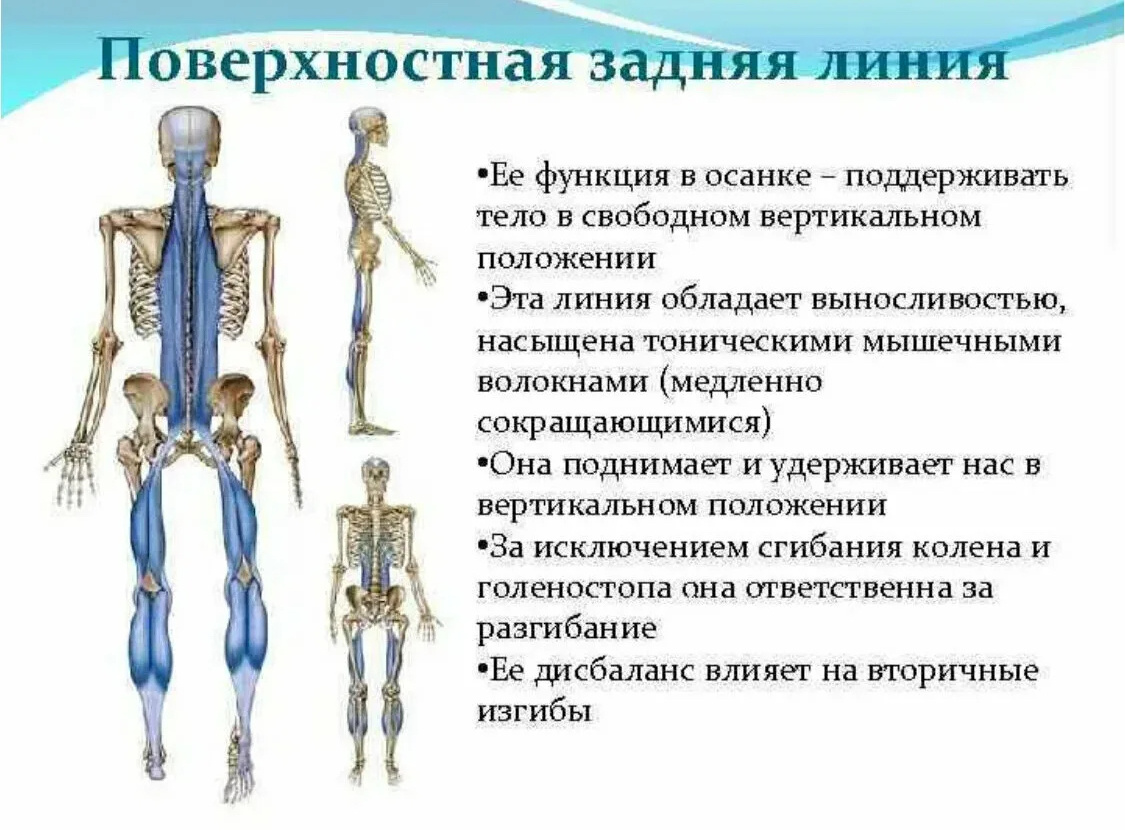 Колыбель дракона: китайское упражнение молодости и здоровья на минуту упражнение, также, лимфы, молодости, здоровья, упражнения, области, дракона, лимфа, застой, часто, происходит, ногах, отеки, около, стопы, именно, очень, считается, оказывает