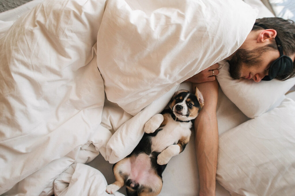 Можно ли спать в одной постели с собакой или кошкой собаки, рядом, чтобы, животное, этого, делать, всего, причиной, нормализовать, случае, кровати, спать, нужно, ученые, в одной, на плохой, собаку, с домашним, После, какое