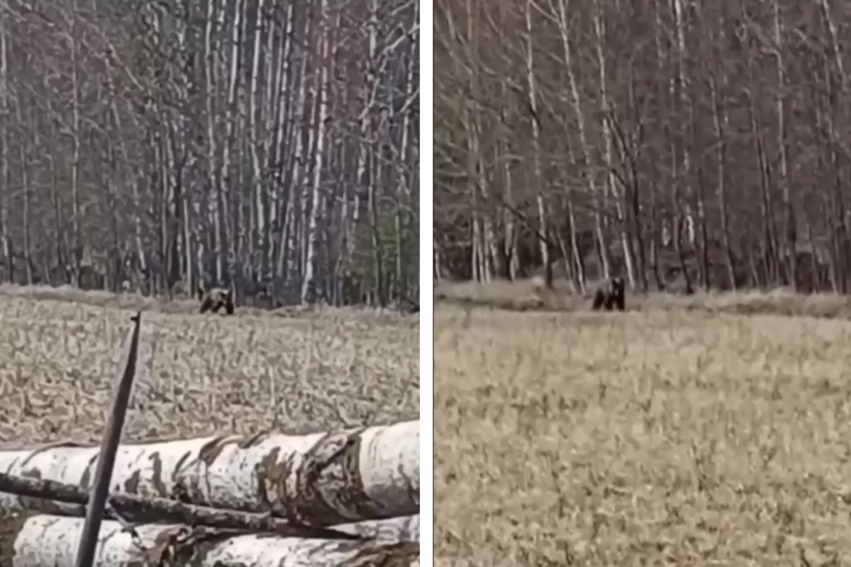 В Красноярском крае студенты-охотоведы встретили медведя