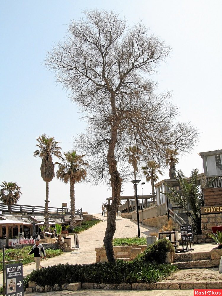 Израиль — страна-пустыня? Нет, страна-сад! Израиль — страна-пустыня? Нет, страна-сад!