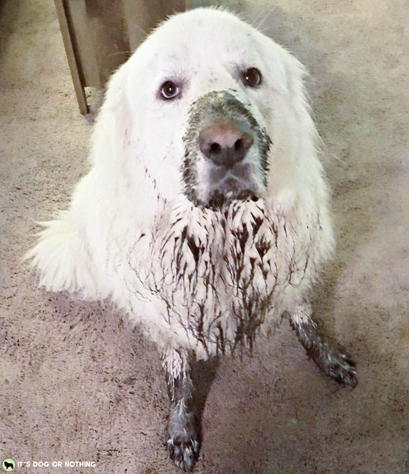 Pacific Northwest winters are rough, y'all. Keeping my Great Pyrenees clean and white is a daily struggle. I hate bathing them frequently because it isn't good for their fur, but they need sprucing! That's why I'm loving Rufus & Coco's Water Free Wash. #whatadogwants #petsmartgrooming #newtopetsmart #rufusandcoco #naturallyaustralian #feellikeashowdog