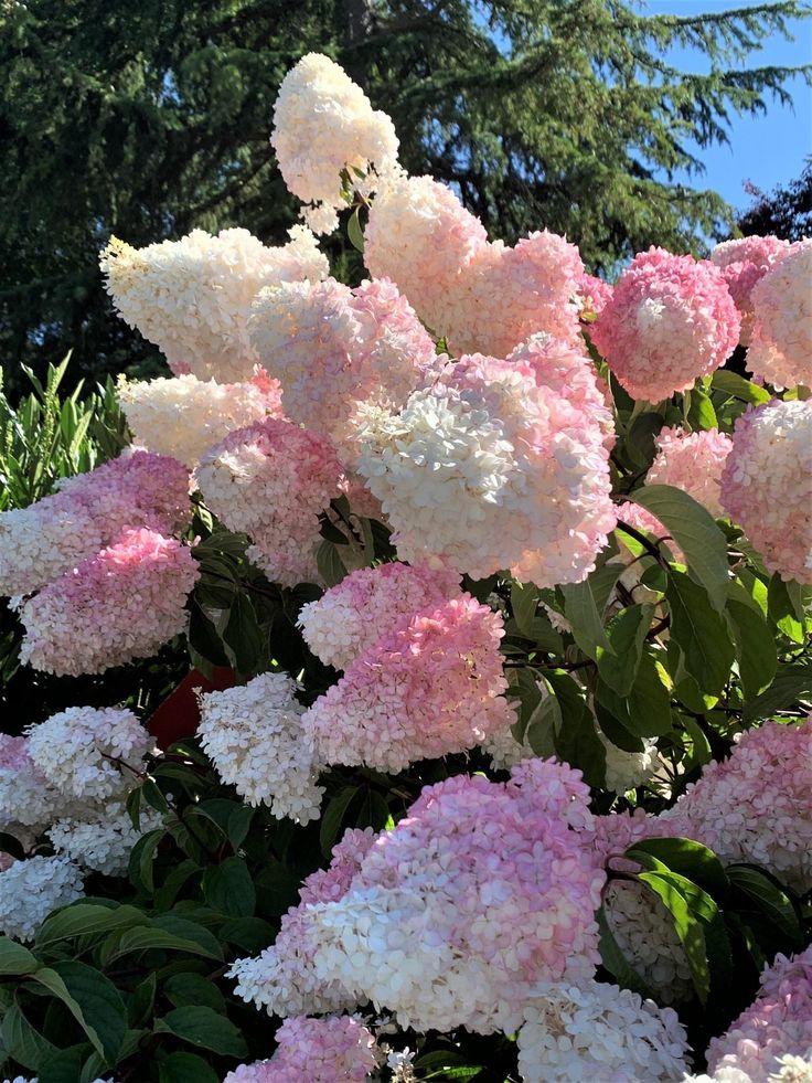 Какие цветы посадить на даче, если у вас много солнца или много тени растение, грунт, стоит, любит, можно, цветы, лучше, почву, высаживать, хорошо, переносит, только, когда, заморозков, требует, нужно, выращивают, цветет, рекомендуется, поэтому