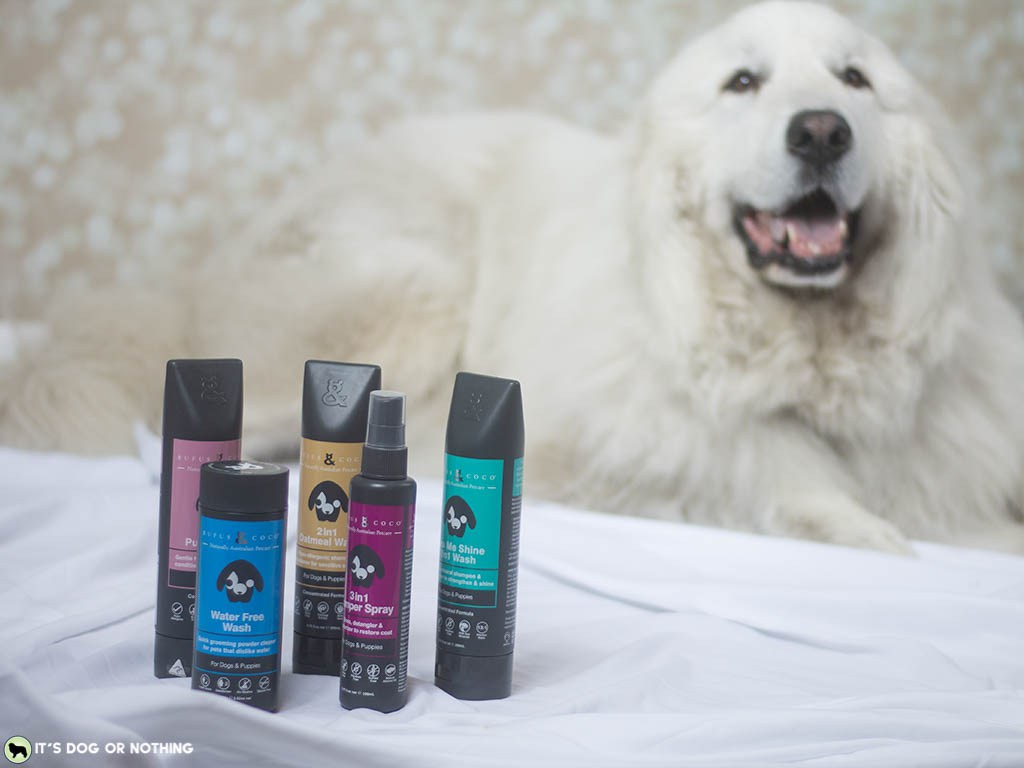Pacific Northwest winters are rough, y'all. Keeping my Great Pyrenees clean and white is a daily struggle. I hate bathing them frequently because it isn't good for their fur, but they need sprucing! That's why I'm loving Rufus & Coco's Water Free Wash. #whatadogwants #petsmartgrooming #newtopetsmart #rufusandcoco #naturallyaustralian #feellikeashowdog