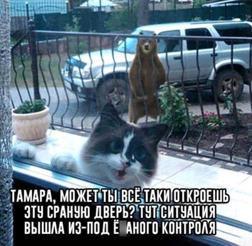 Позитив в прикольных картинках Позитив в прикольных картинках