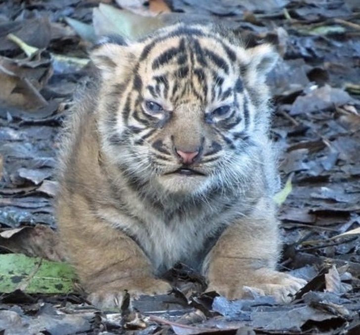 25 животных, которые пытались разозлиться, но заставили нас умилиться вместо этого 25 животных, которые пытались разозлиться, но заставили нас умилиться вместо этого