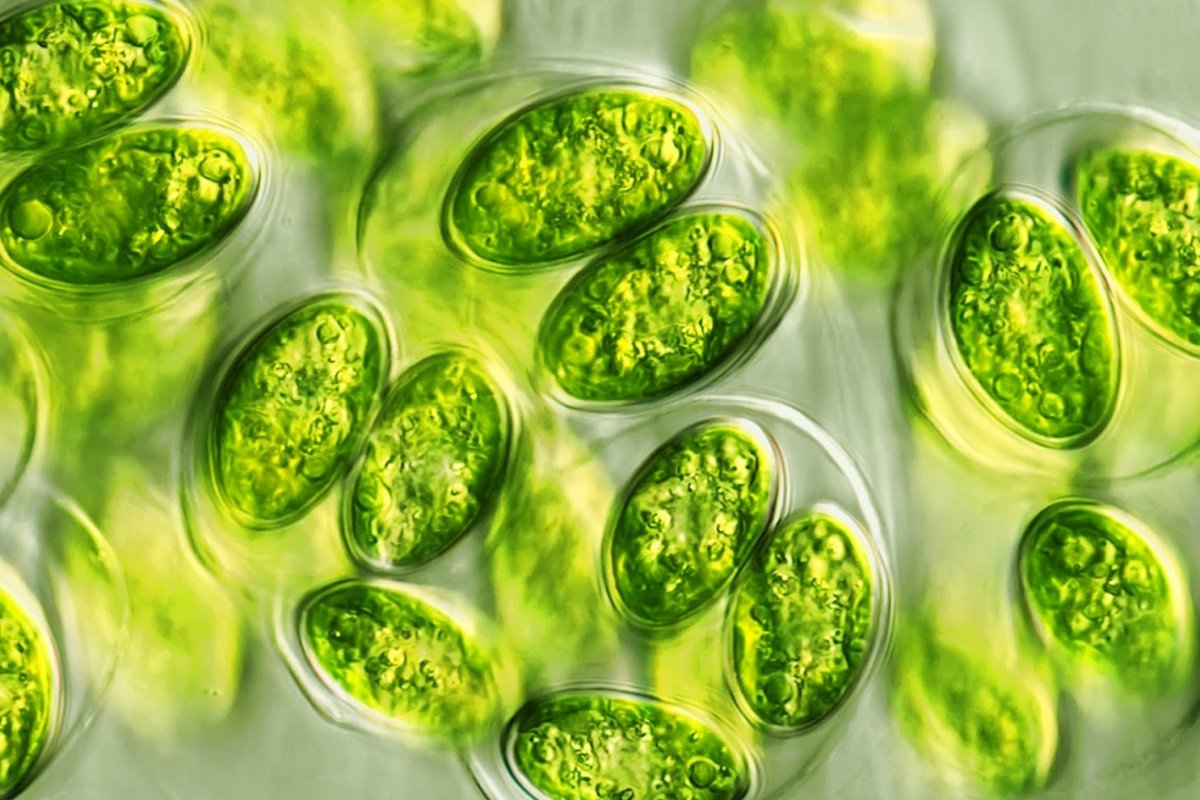 Культивирование одноклеточных водорослей. Микроводоросли хлорелла. Одноклеточная водоросль хлорелла. Хлорелла вульгарис. Зеленые водоросли хлорелла.
