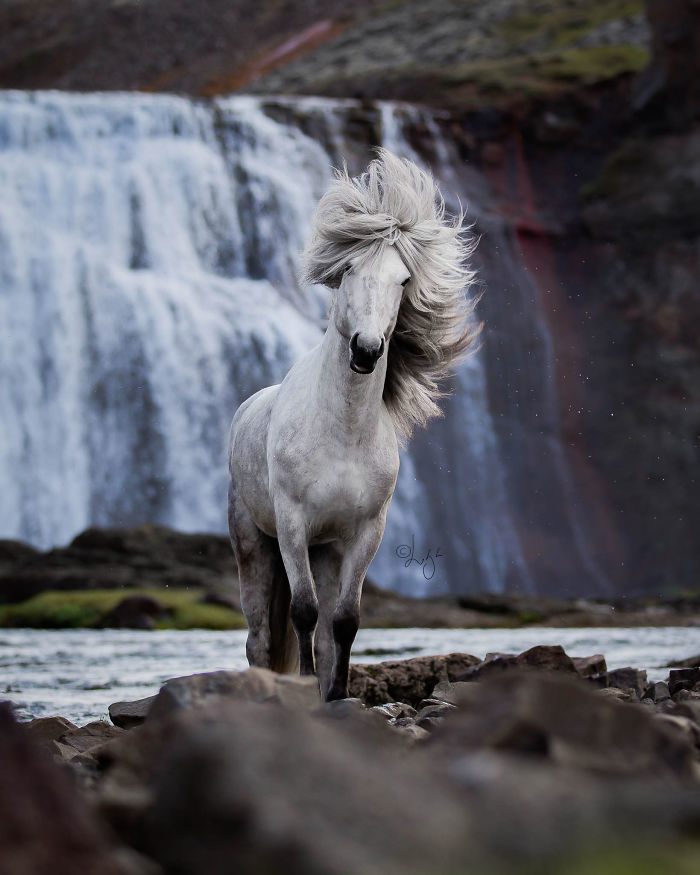 Завораживающая серия фотографий лошадей на фоне исландских пейзажей