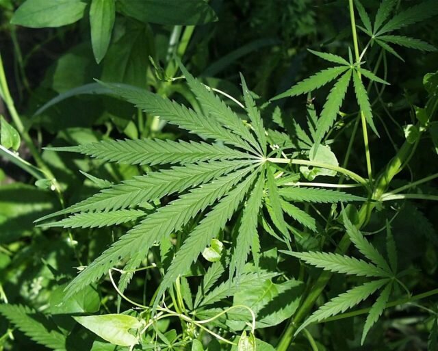 Конопля (Cannabis). © britannica  
