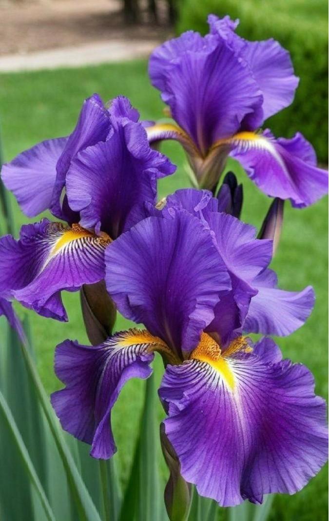 Какие цветы посадить на даче, если у вас много солнца или много тени растение, грунт, стоит, любит, можно, цветы, лучше, почву, высаживать, хорошо, переносит, только, когда, заморозков, требует, нужно, выращивают, цветет, рекомендуется, поэтому