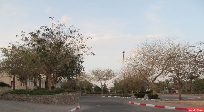 Израиль — страна-пустыня? Нет, страна-сад! Израиль — страна-пустыня? Нет, страна-сад!