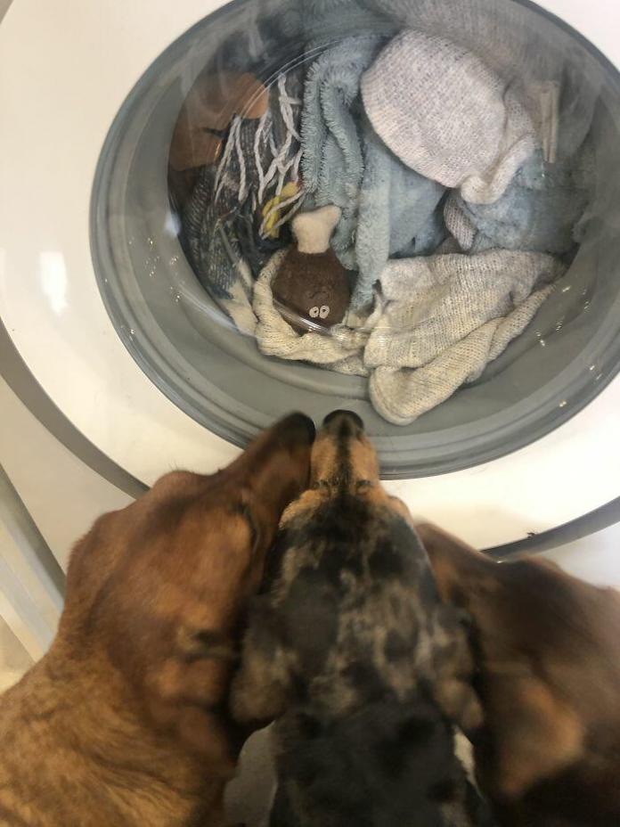 Без кота и жизнь не та