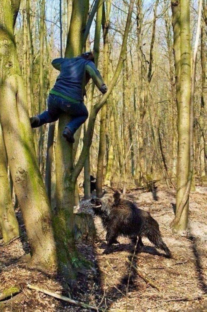 Охотник на дереве и медведь
