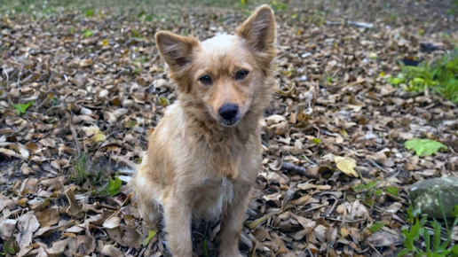 Путь Катьки