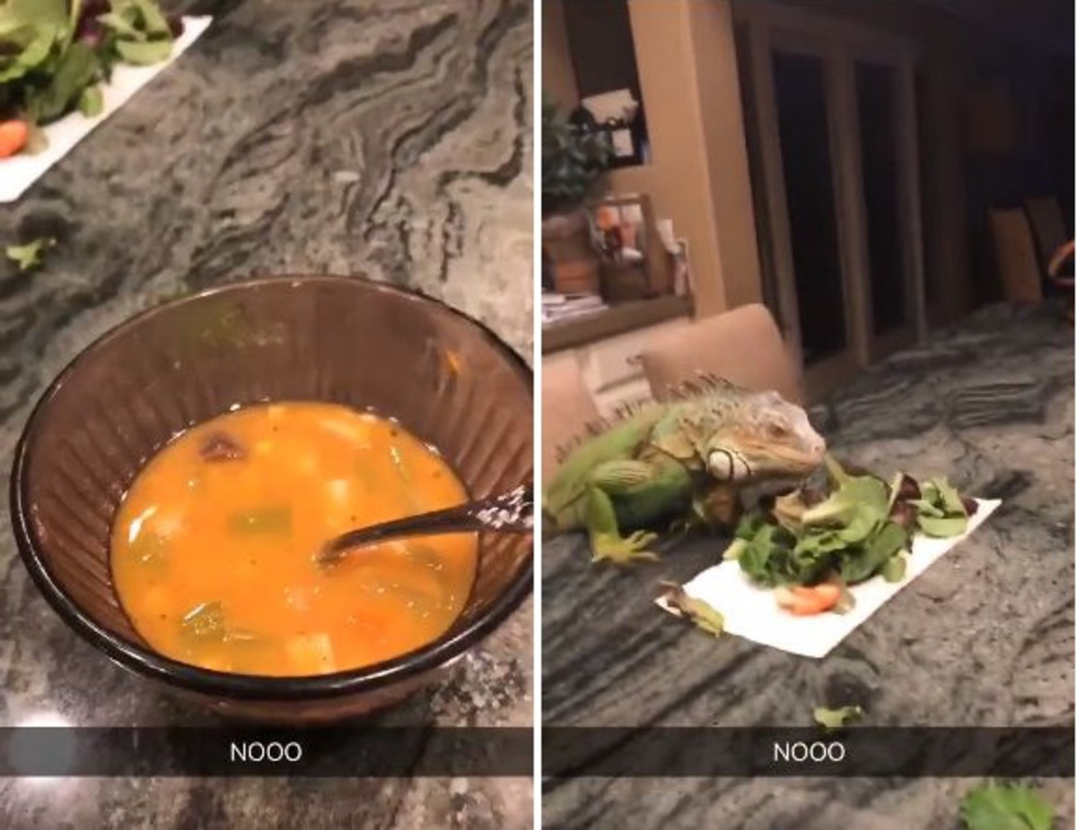 Игуана испортила романтический ужин с парнем и развеселила даже Сансу Старк