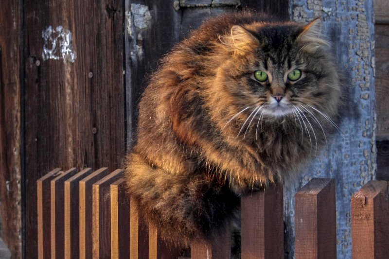 Город, в котором остановилось время Гатчина, Егерская слобода, город, фоторепортаж