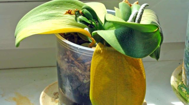 Почему орхидея увядает: 6 частых причин гибели растения комнатные растения,цветоводство