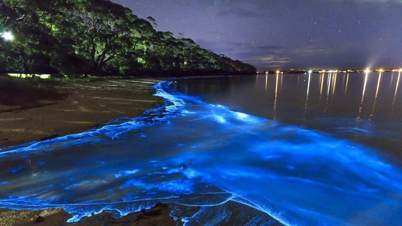 Светящийся планктон на побережье природа, природные явления, удивительная природа