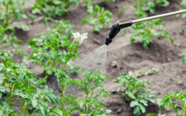 11 необычных способов применения уксуса на даче полезные советы,разное